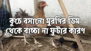 কুচে বসানো মুরগির ডিম থেকে বাচ্চা না ফুটার কারণ