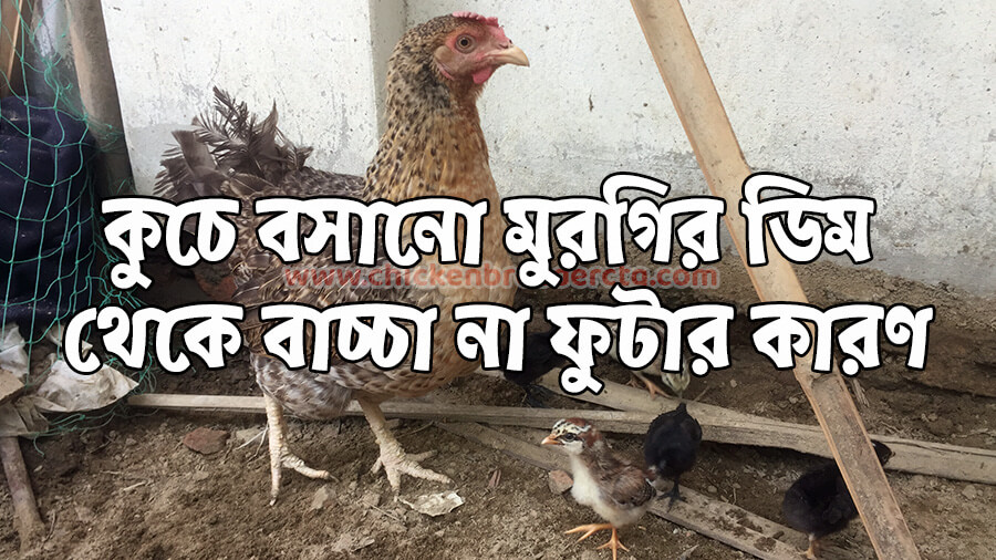 কুচে বসানো মুরগির ডিম থেকে বাচ্চা না ফুটার কারণ