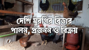 Chicken Breeder CTG - দেশি মুরগি ব্রিডার চট্টগ্রাম