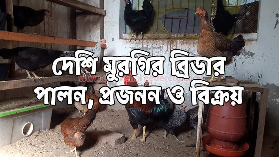 Chicken Breeder CTG - দেশি মুরগি ব্রিডার চট্টগ্রাম