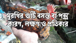 Chicken Fowl Pox - মুরগির ফাউল পক্স
