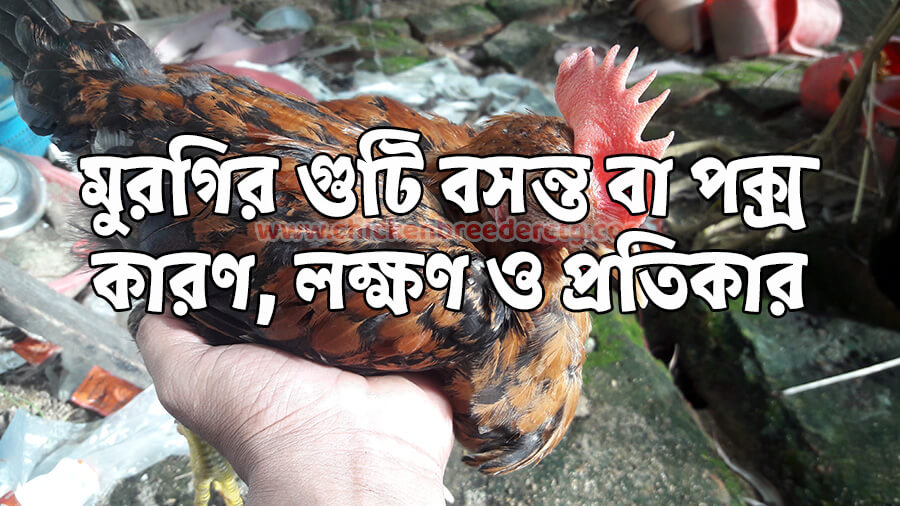 Chicken Fowl Pox - মুরগির ফাউল পক্স