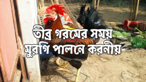তীব্র গরমে মুরগি পালনে করনীয়
