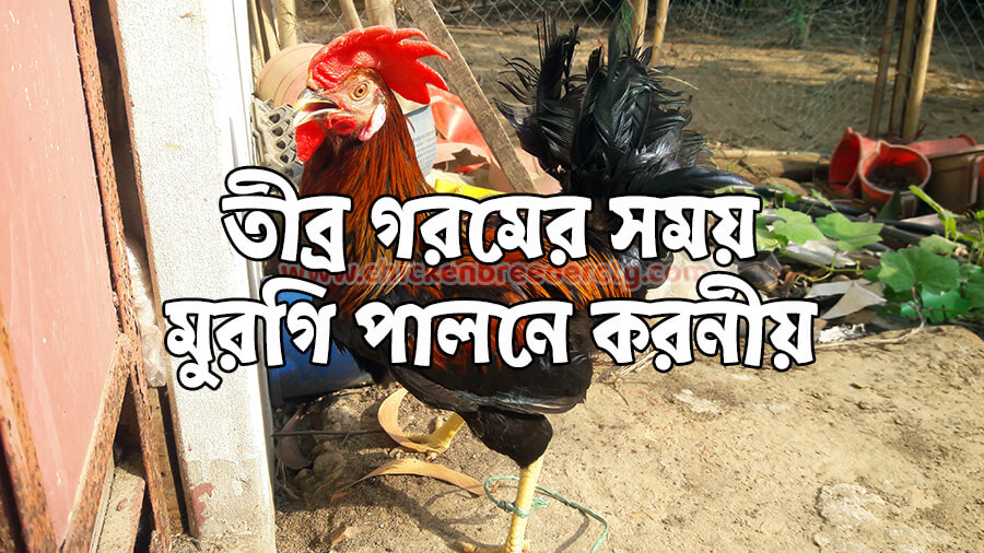 তীব্র গরমে মুরগি পালনে করনীয়