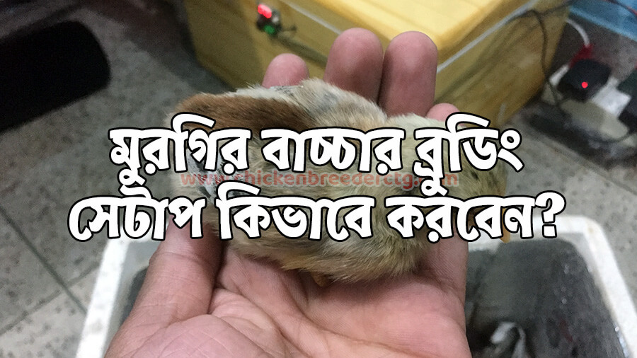 Chicks brooding setup - মুরগির বাচ্চা ব্রুডিং সেটাপ