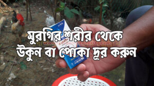 Get rid of chicken mites - মুরগির উকুন দূর করুন