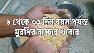 দেশি মুরগির বাচ্চার খাবার