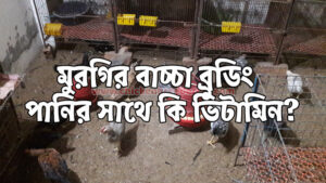 Vitamin using in brooding - ব্রুডিং এর সময় কি ভিটামিন দিবেন