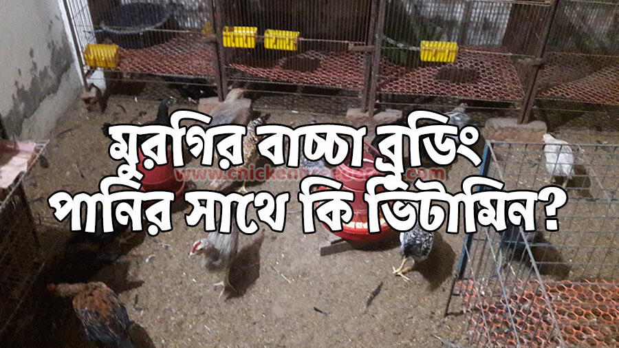 Vitamin using in brooding - ব্রুডিং এর সময় কি ভিটামিন দিবেন