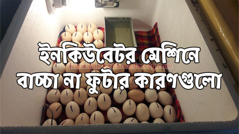 ইনকিউবেটর মেশিনে বাচ্চা না ফুটার কারণ
