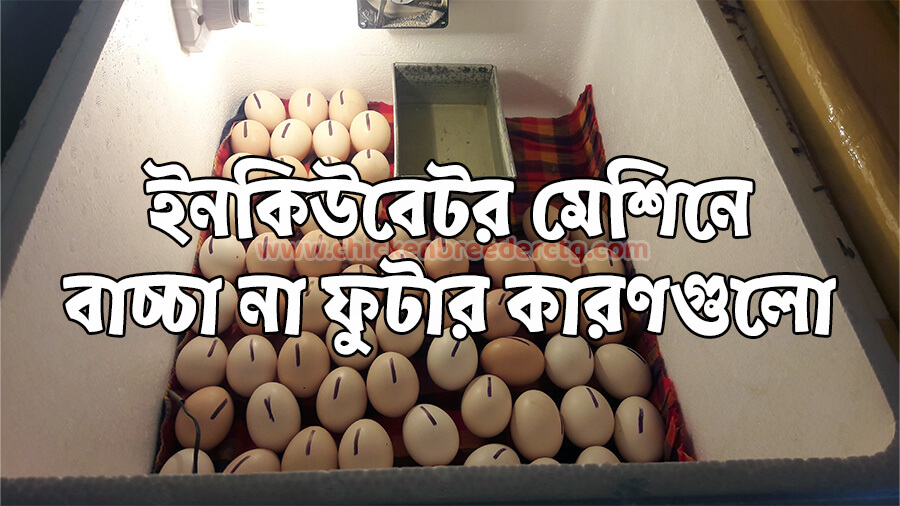 ইনকিউবেটর মেশিনে বাচ্চা না ফুটার কারণ