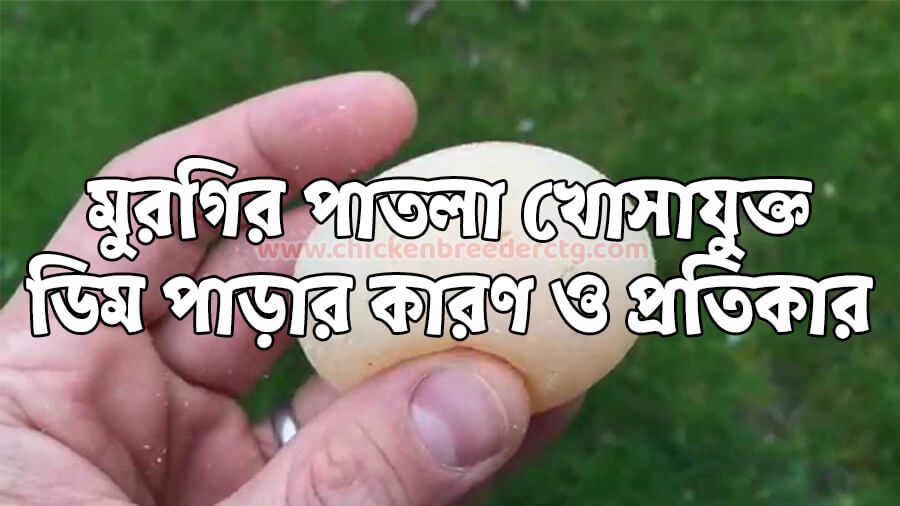মুরগি নরম ডিম পাড়ে কেন