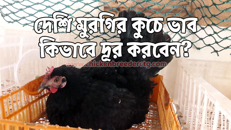 কুচে মুরগির উম দূর করা