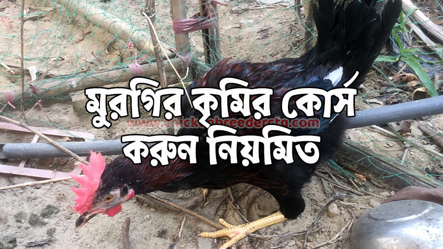 মুরগির কৃমির কোর্স