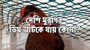 Chicken Egg binding Problem