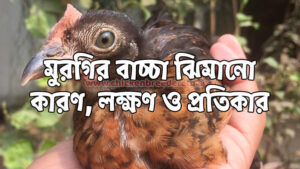 মুরগির বাচ্চা ঝিমানো
