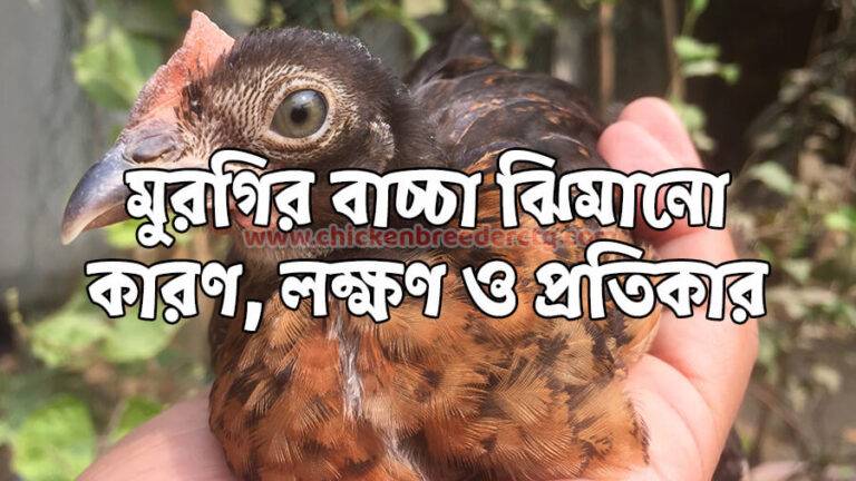মুরগির বাচ্চা ঝিমানো