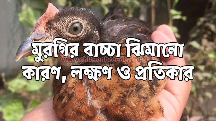 মুরগির বাচ্চা ঝিমানো