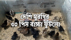 দেশি মুরগির ৩০ পিস বাচ্চা ফুটলো