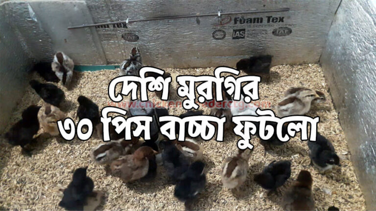 দেশি মুরগির ৩০ পিস বাচ্চা ফুটলো