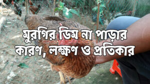 দেশি মুরগি ডিম না পাড়ার কারণ