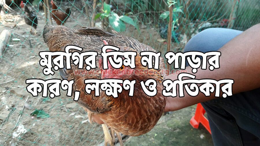 দেশি মুরগি ডিম না পাড়ার কারণ