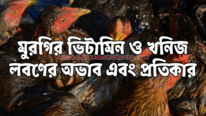দেশি মুরগির ভিটামিন ও খনিজ লবণের অভাবজনিত সমস্যা