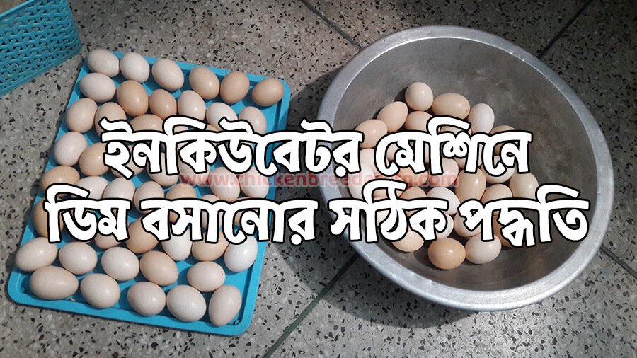 ইনকিউবেটর মেশিনে ডিম বসানোর নিয়ম