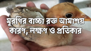 মুরগির বাচ্চা রক্ত আমাশয়