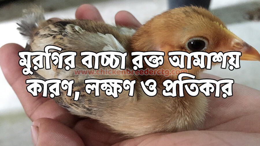 মুরগির বাচ্চা রক্ত আমাশয়