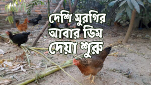 দেশি মুরগি আবার ডিমে আসছে | Chicken Breeder CTG