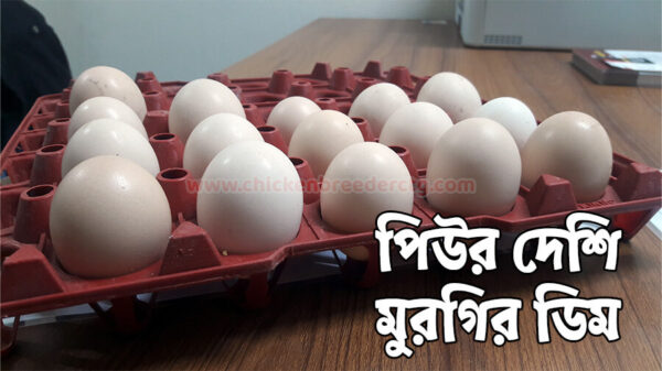 দেশি মুরগির ডিম