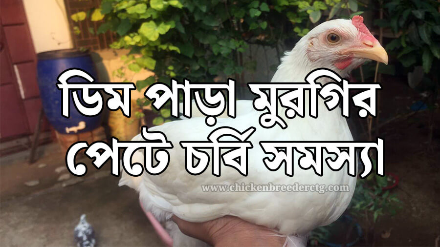 ডিম পাড়া মুরগির পেটে চর্বি সমস্যা: কারণ, লক্ষণ ও প্রতিকার
