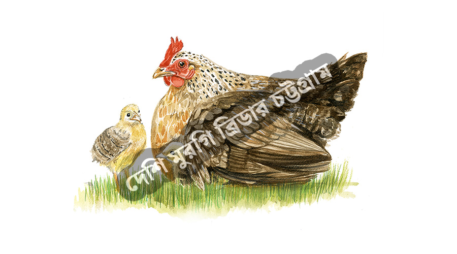 আসল দেশি মুরগি চিনার উপায় – সহজে কিভাবে বুঝবেন