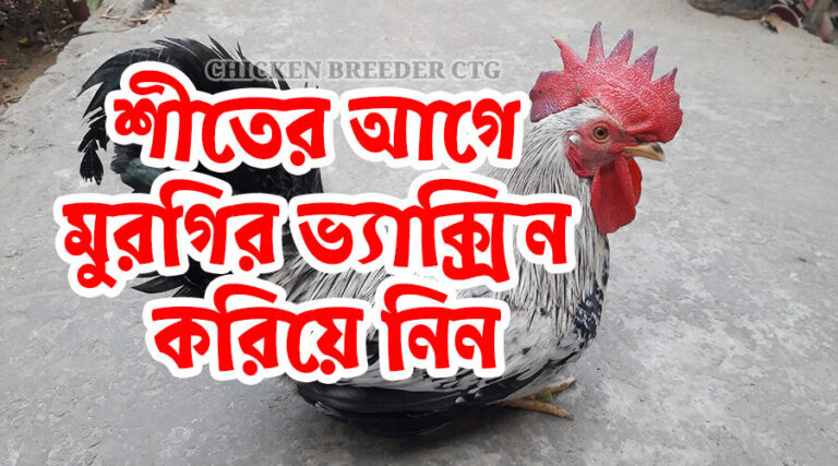 শীতকালে মুরগির ভ্যাক্সিন